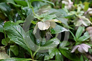 Helleborus purpurascens