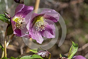 Helleborus purpurascens pink purple early spring flowering plant, beautiful flowers in bloom with green leaves