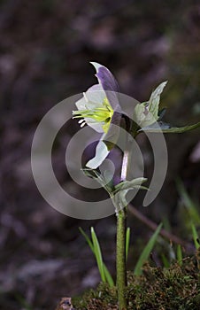 Helleborus purpurascens is a species of the Helleborus genus, belonging to the Ranunculaceae family