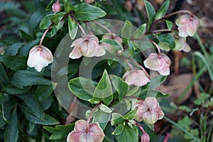 Helleborus sahinii `Winterbells`, H. niger and H. foetidus, Ranunculaceae, in the garden in November. Berlin, Germany