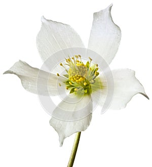 Helleborus spring flower