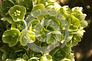 Helleborus viridis