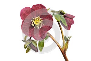 Helleborus Ã¯Â¿Â½Red LadyÃ¯Â¿Â½ isolated on white