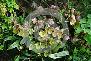 Helleborus Ã— sahinii `Winterbells` = H. niger Ã— H. foetidus, Ranunculaceae in the garden in May. Berlin, Germany