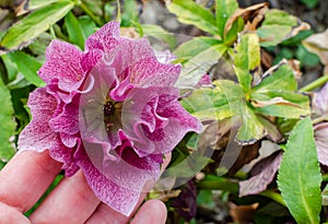 Helleborus Ñ… hybridus Frilly Isabelle blooming in spring