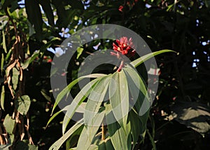 Hellenia, red flower