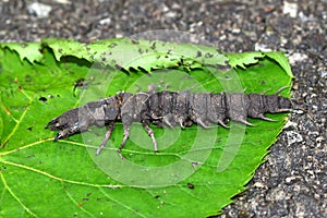 Hellgrammite - Dobsonfly larvae