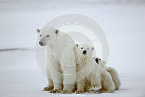 Polar she-bear with cubs. photo