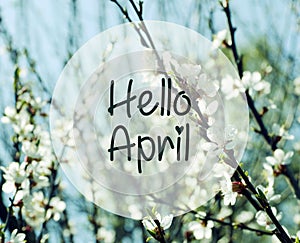 Hello April.Blurred branches of cherry blossoms on a blue sky background.