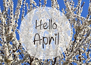 Hello April greeting card.White sakura or cherry tree blossoms on a blue sky background.