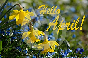 Hello April, Yellow and Blue Spring Lilly blooming photo