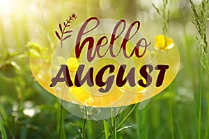 Hello August. Beautiful yellow buttercup flowers growing in green grass outdoors