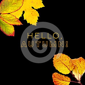 Hello, Autumn design template with vibrant yellow and orange autumn leaves on a black background