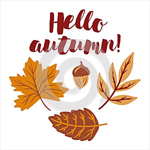 Hello autumn, fall season decoration design. Orange and red leaves with acorn