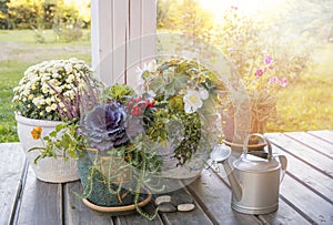 Hello autumn. Gardening concept. Terrace of a wooden house with autumn plants in large pots. Cozy open wooden veranda of