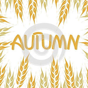 Hello autumn, hand drawn . Frame of rice wheat ears. Vector illustration . Poster, announcement, greeting card