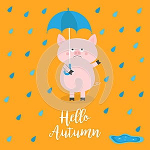 Hello autumn. Pig holding blue umbrella. Rain drops, puddle. Angry sad emotion. Hate fall. Cute funny cartoon baby character. Pet
