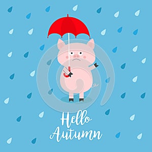 Hello autumn. Pig holding red umbrella. Rain drops, puddle. Angry sad emotion. Hate fall. Cute funny cartoon baby character. Pet a