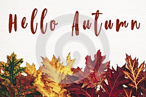 Hello Autumn text, fall greeting sign on autumn oak leaves flat lay in red, yellow, green colors on white wood with copy space.