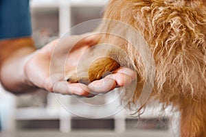 Hello, buddy! Hand of a veterinarian holding dog`s paw at the veterinary clinic. Pet care concept