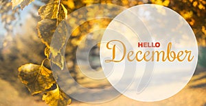 Hello December autumn composition. Yellow and orange leaves on sky background