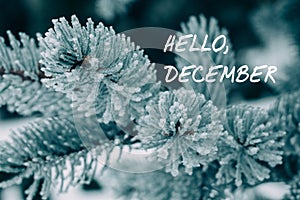 Hello december text on snow-covered branches of blue spruce. Winter forest covered with snow and ice at day. Snowy fir trees, icy