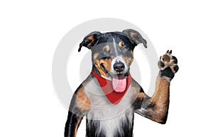 Hello goodbye high five dog, Dog winks