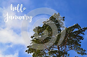 Hello January.Snowy trees in the winter forest against blue sky.Wintertime concept.