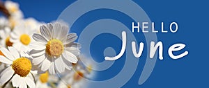 Hello June. Beautiful blooming chamomiles on blue background, banner design photo