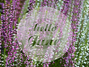 Hello June greeting card with text on a blooming pink and white heather natural floral background.Summer season concept.