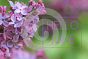 Hello June text on lilac branch background photo