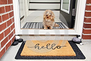 Hello. Longhair dachshund sitting in the front entrance of a home