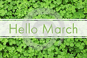 Hello March. Green clover leaves as background photo