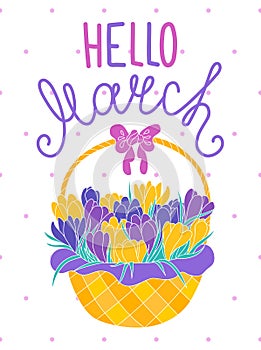 Hello march, greeting card with crocuses in a basket