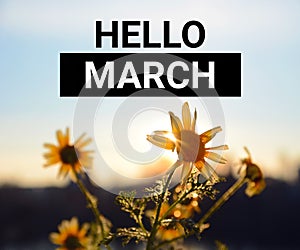 Hello March. Inspirational motivating quote on a sunrise background