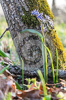 Hello March in springlight