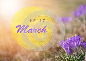 Hello march wallpaper, greeting card. The first spring flowers are white crocuses and snowdrops on a sunny day.