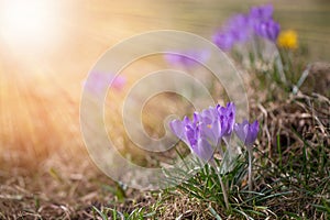 Hello march wallpaper, greeting card. The first spring flowers are white crocuses and snowdrops on a sunny day.