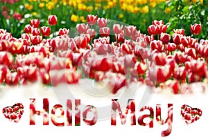 Hello May background with field of tulips