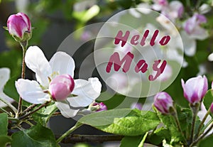 Hello May greeting card with apple blossom spring flowers.Springtime concept.