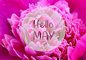 Hello May greeting card with text on pink peony natural floral background.Spring holidays concept.