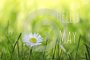 Hello May text and white daisy flower on spring meadow background photo