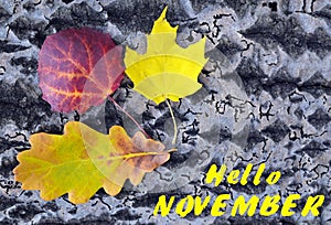 Hello November.Colorful autumn leaves on a tree bark background.Fall season concept.