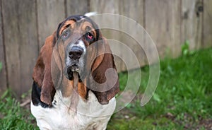 Hello says a One year old Basset hound (Canis lupus familiaris) in the yard of a hobby farm.