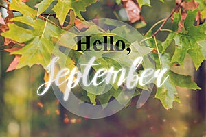 Hello September on a background of autumn maple leaves