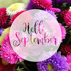 Hello September lettering on colorful aster flowers background, autumnal theme