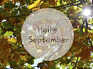 Hello September.Yellow oak leaves background with text.Fall season concept.