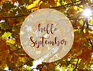 Hello September.Yellow oak leaves background with text.Fall season concept.