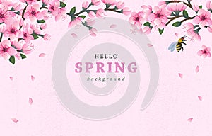 hello spring background with cheery blossom flowers