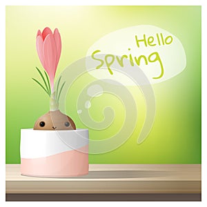 Hello Spring background with Spring flower Crocus growing in a pot on wooden table top